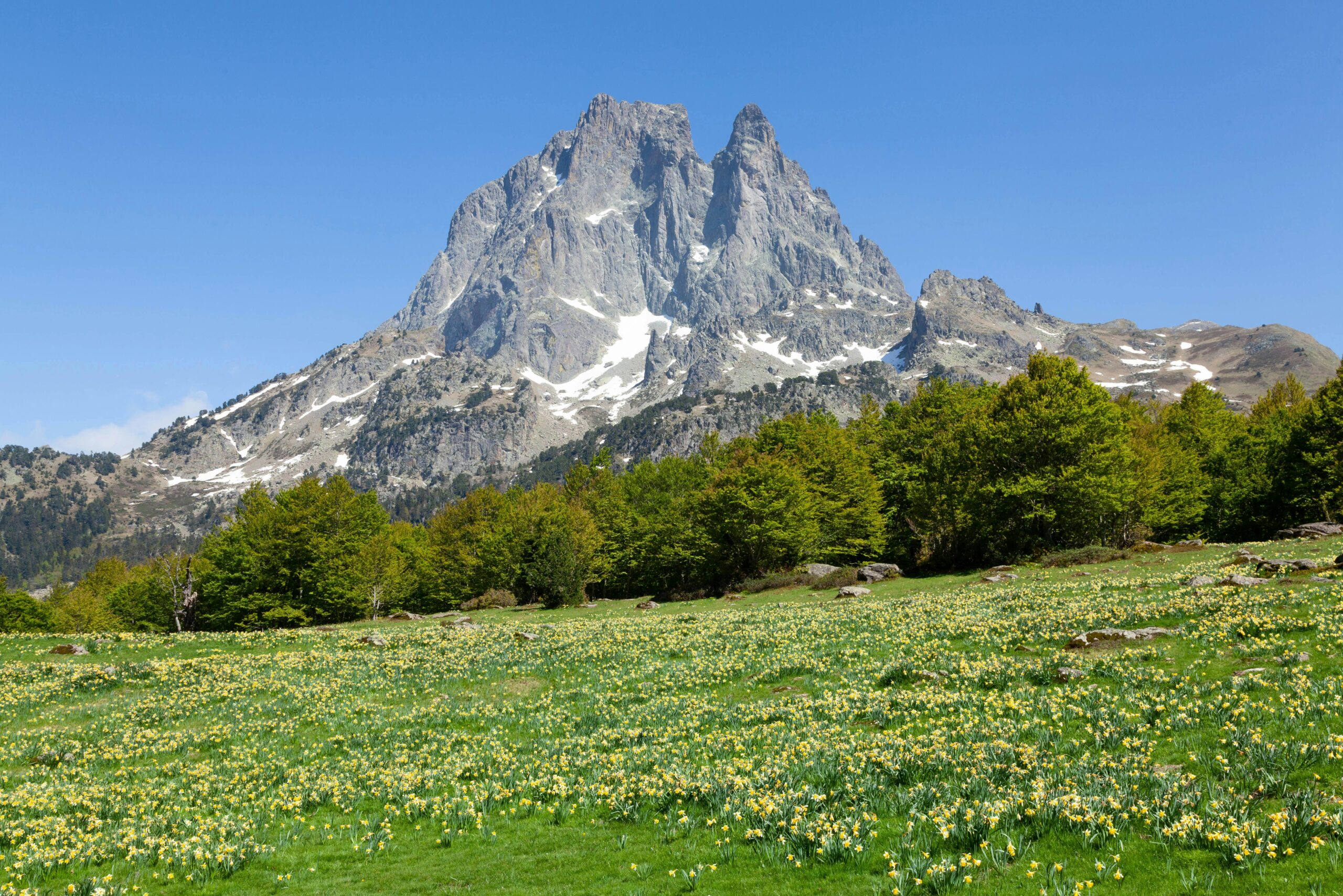 Scenic mountain landscape with blooming flowers in Laruns, Nouvelle-Aquitaine, France.